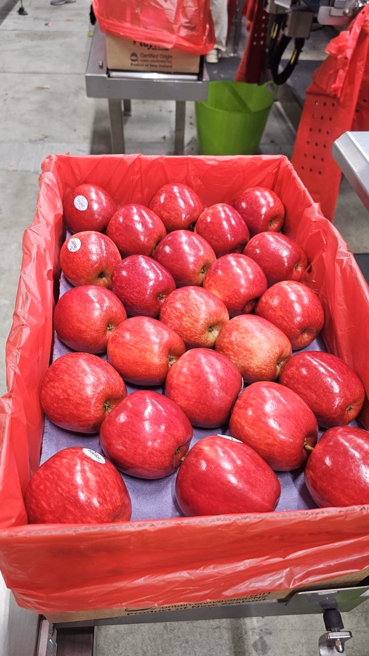 Apples packed into a lined box