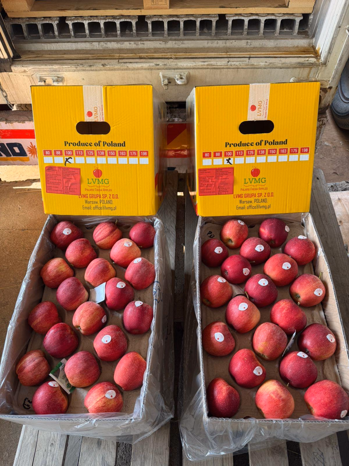 Polish apples in export cartons