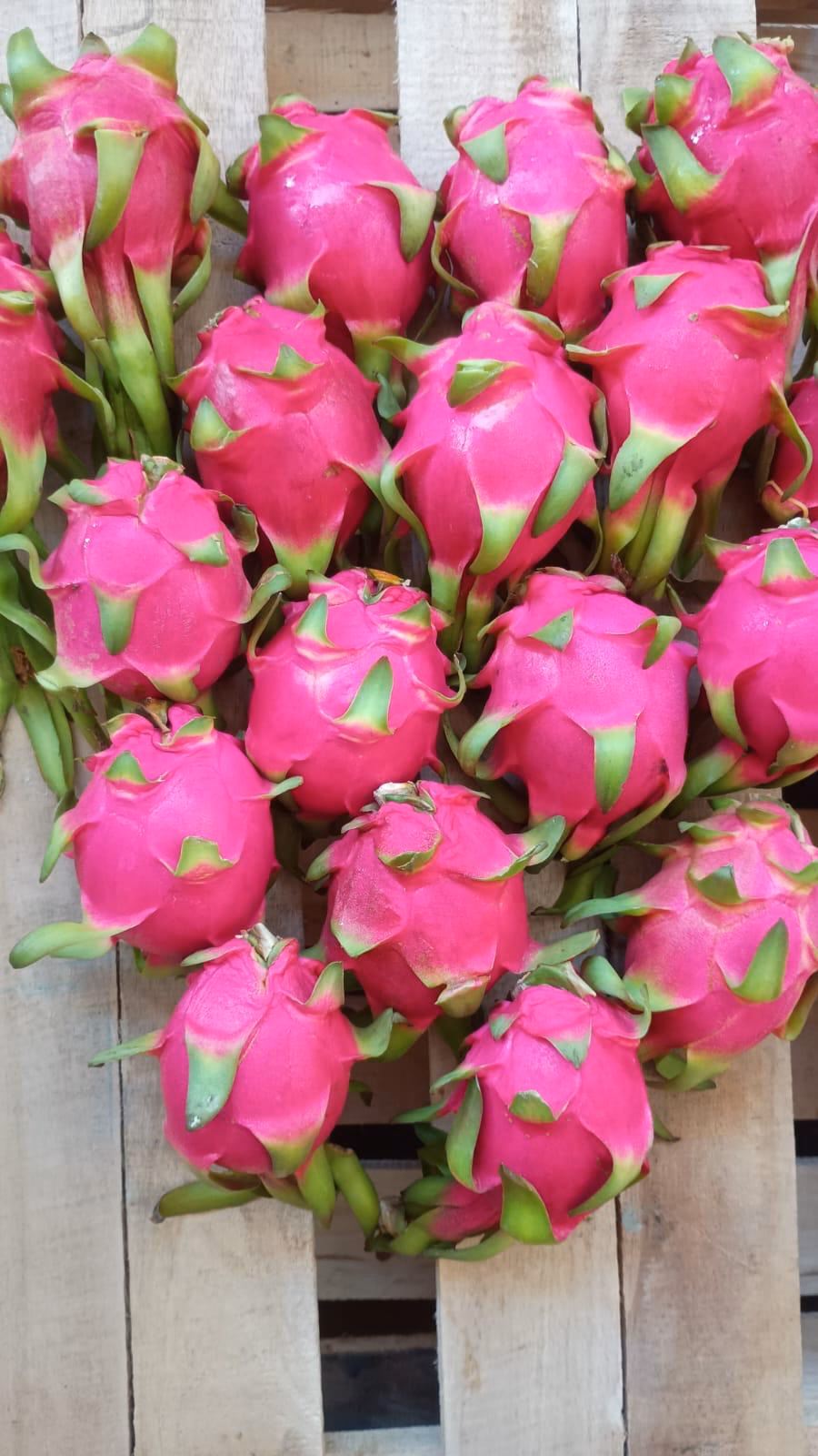 Dragon fruit ready for packing