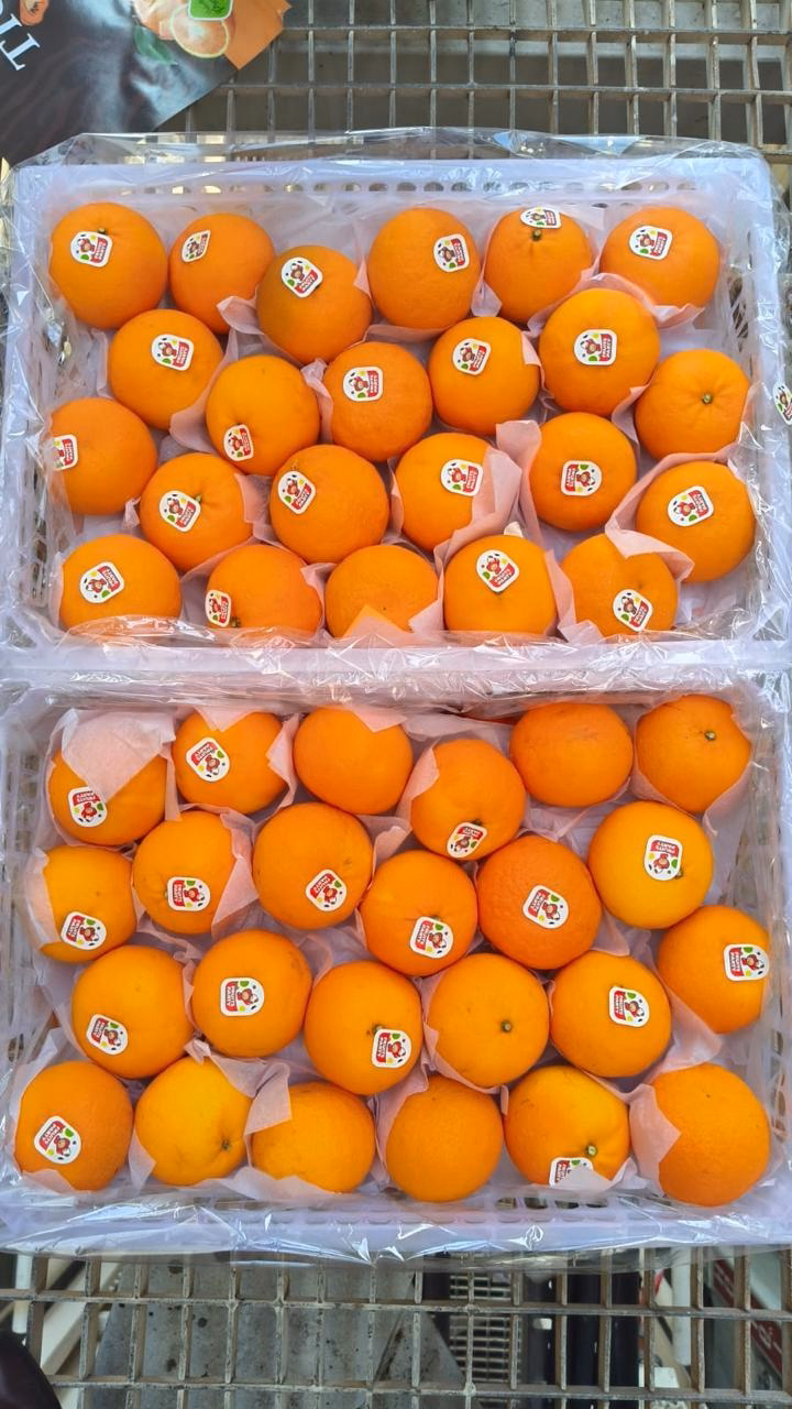 Labelled oranges in export trays